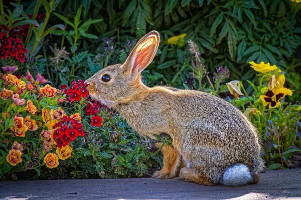 Jaynes Gallery 아티스트의 USA-Colorado-Fort Collins Eastern cottontail rabbit close-up작품입니다.